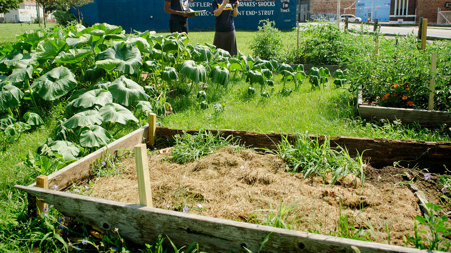What Raised Bed Gardens in Urban Lots Lack